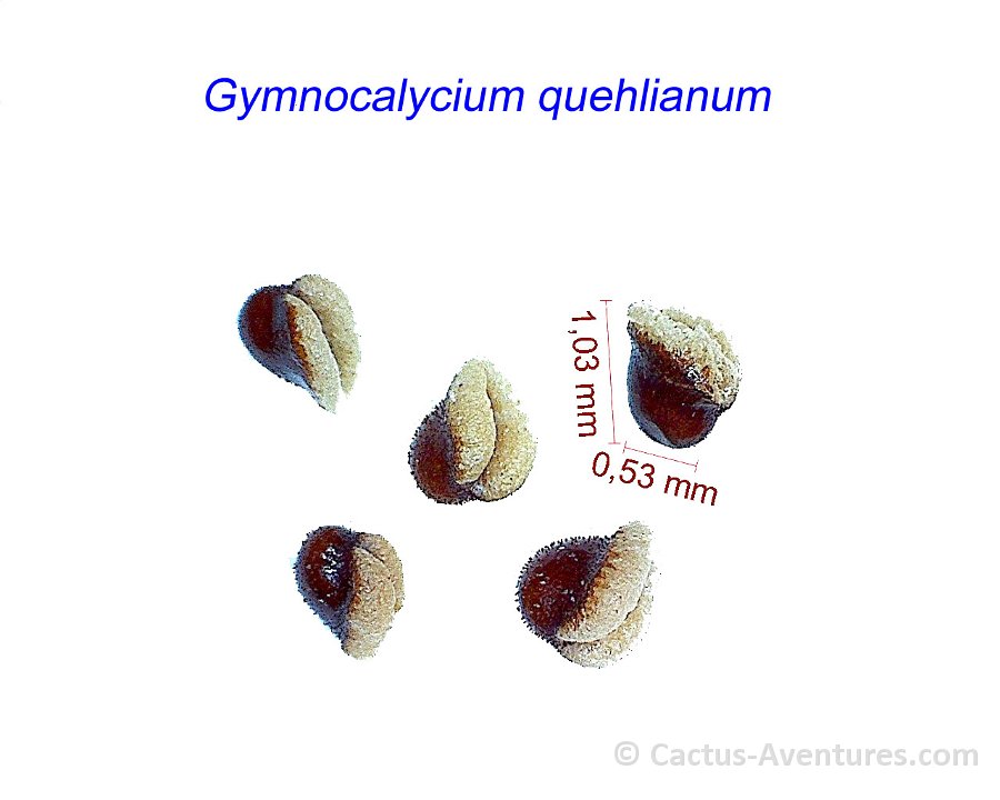 Gymnocalycium quehlianum cf ex stellatum